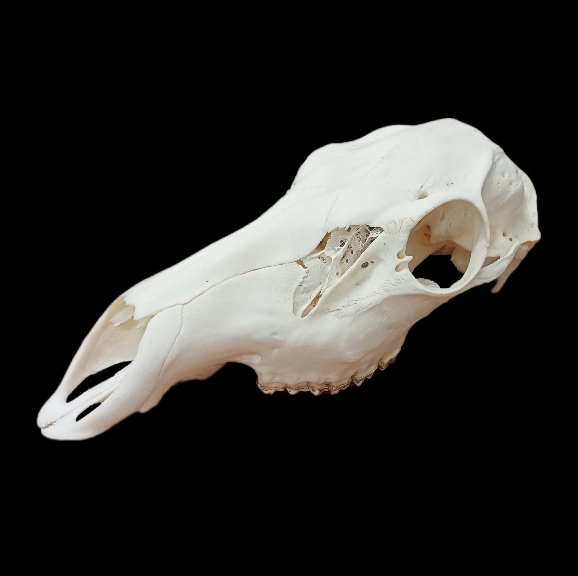 Red Deer Doe skull