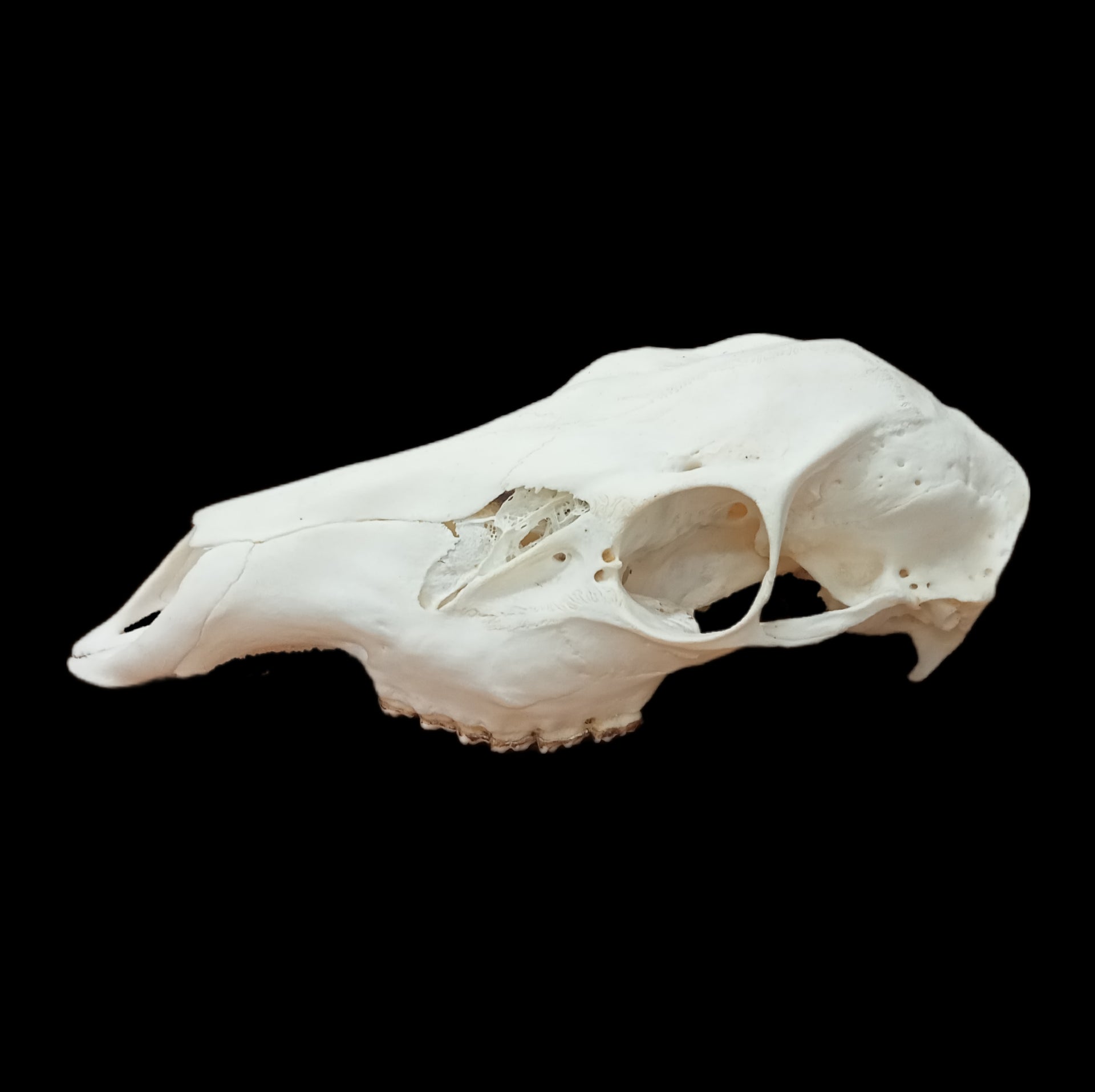 Red Deer Doe skull