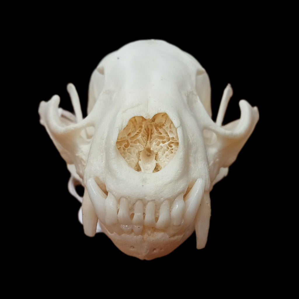 Racoon skull