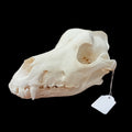 Malamute skull