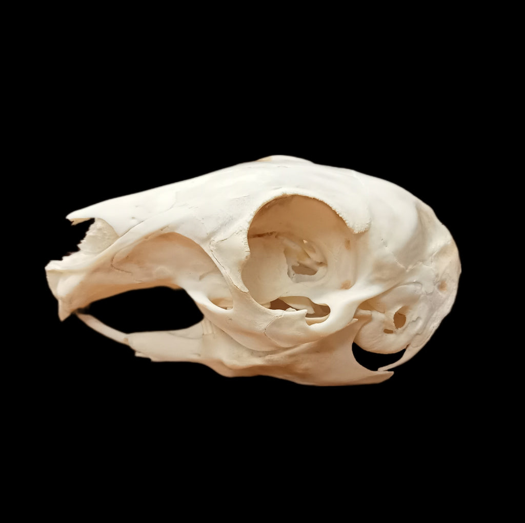 Chacoan Mara skull