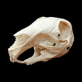 Chacoan Mara skull