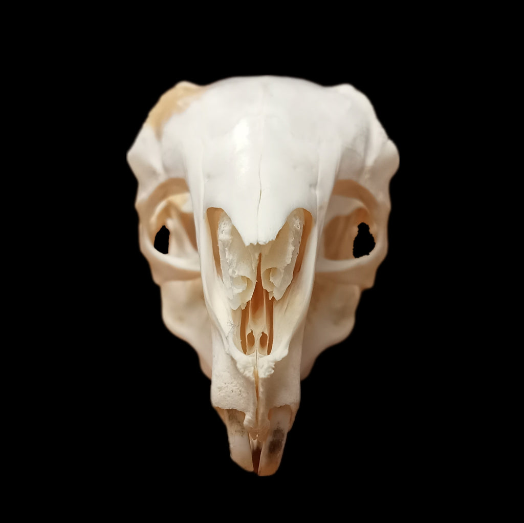 Chacoan Mara skull