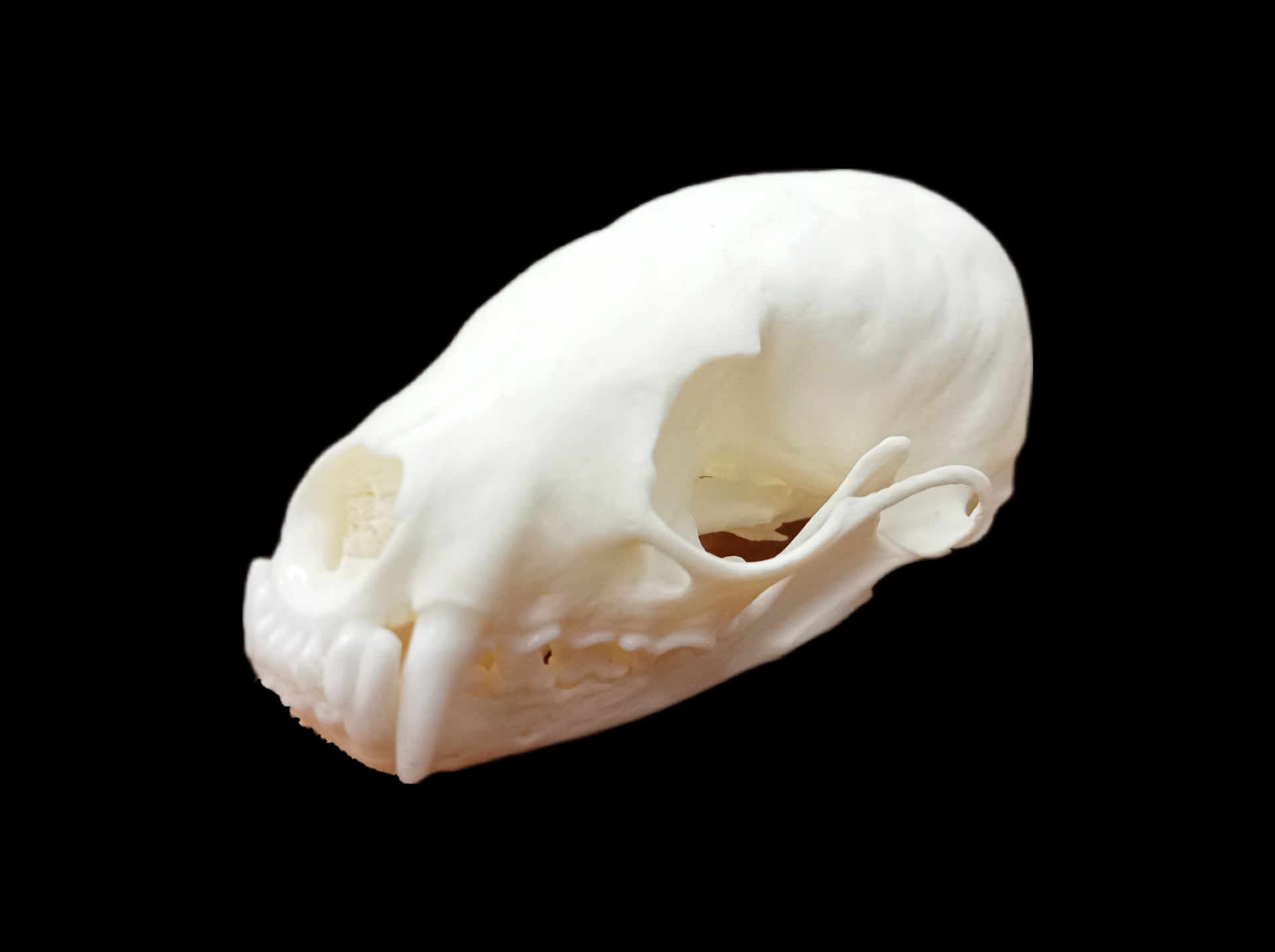 Sable skull