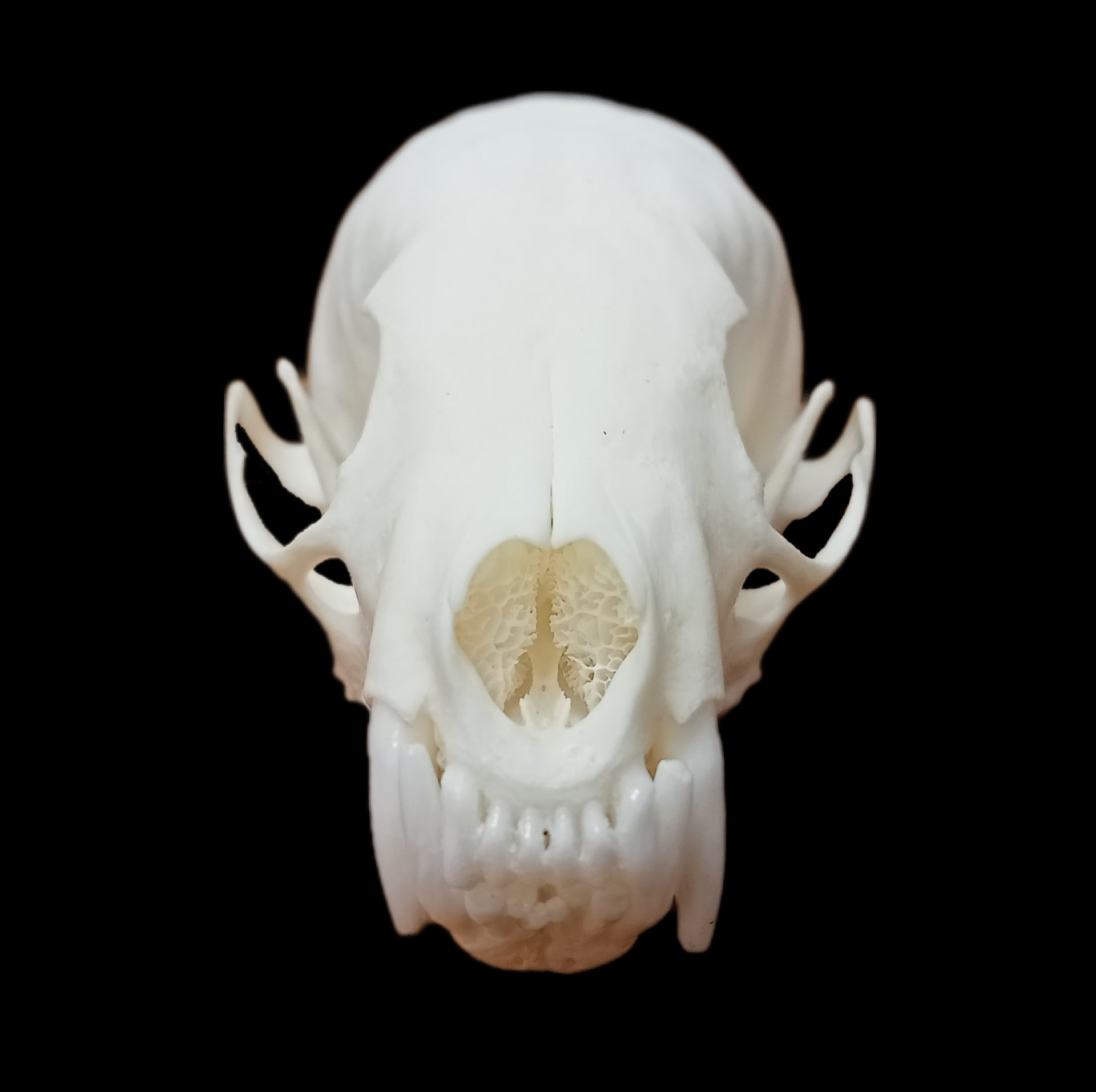 Sable skull