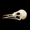Black Redstart skull