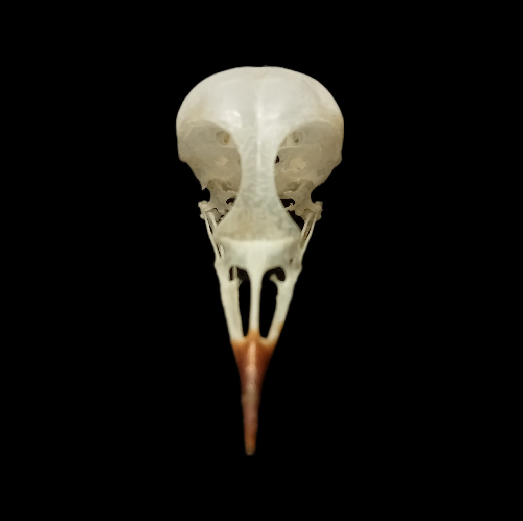 Black Redstart skull