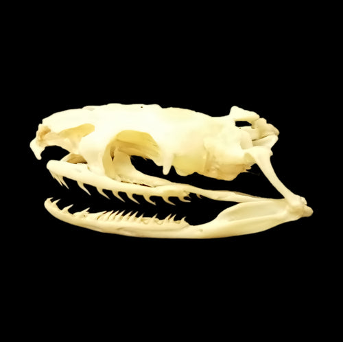 Aesculapian snake skull