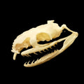 Aesculapian snake skull