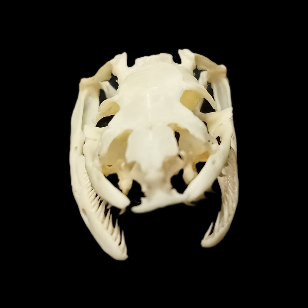 Aesculapian snake skull
