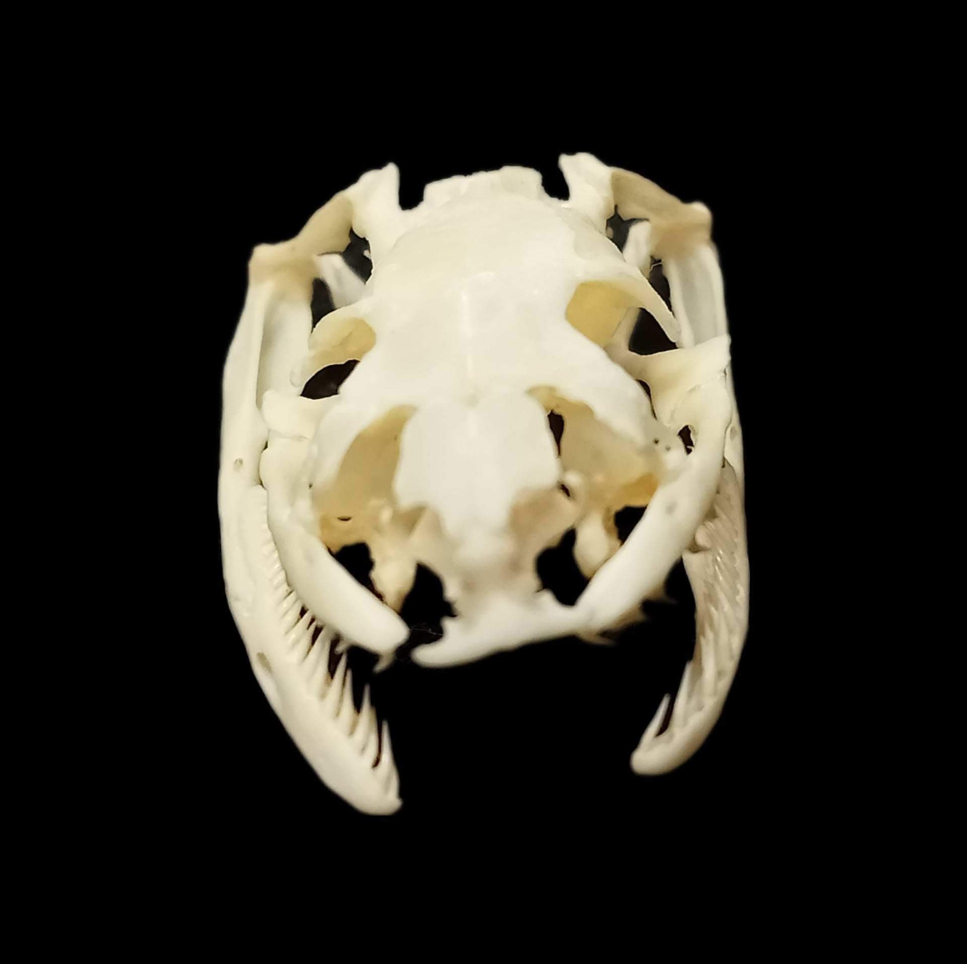 Aesculapian snake skull