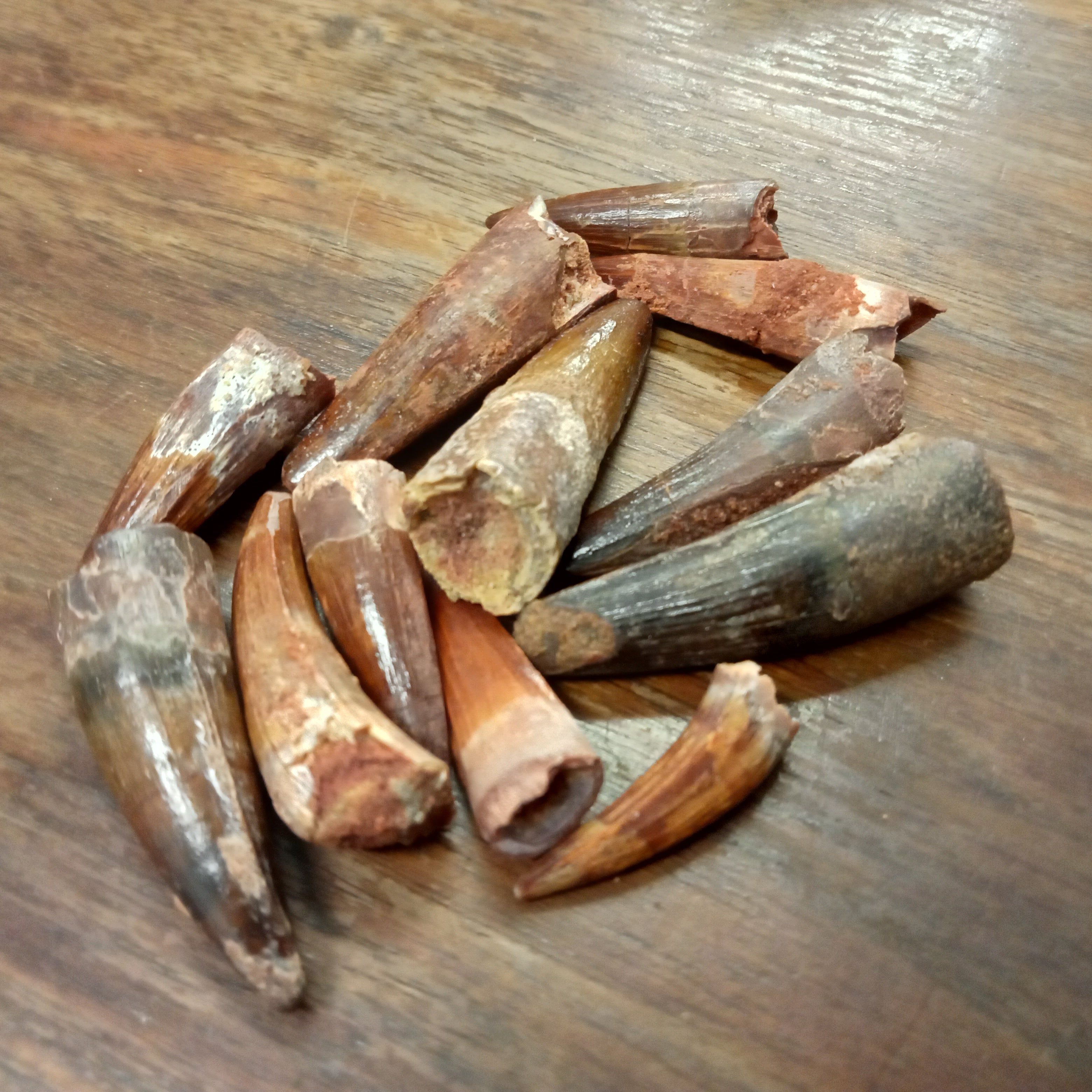 Small Spinosaurus tooth