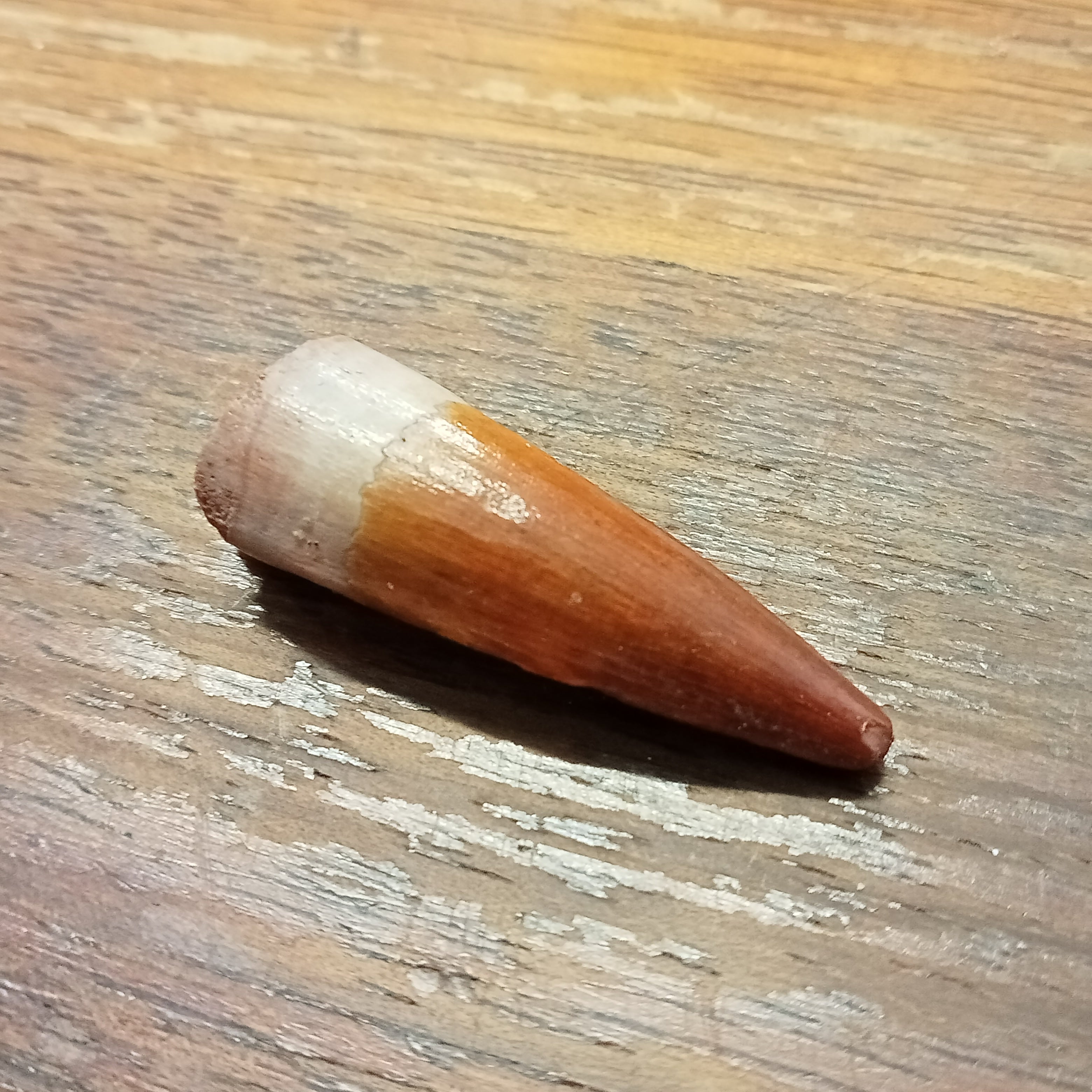 Small Spinosaurus tooth