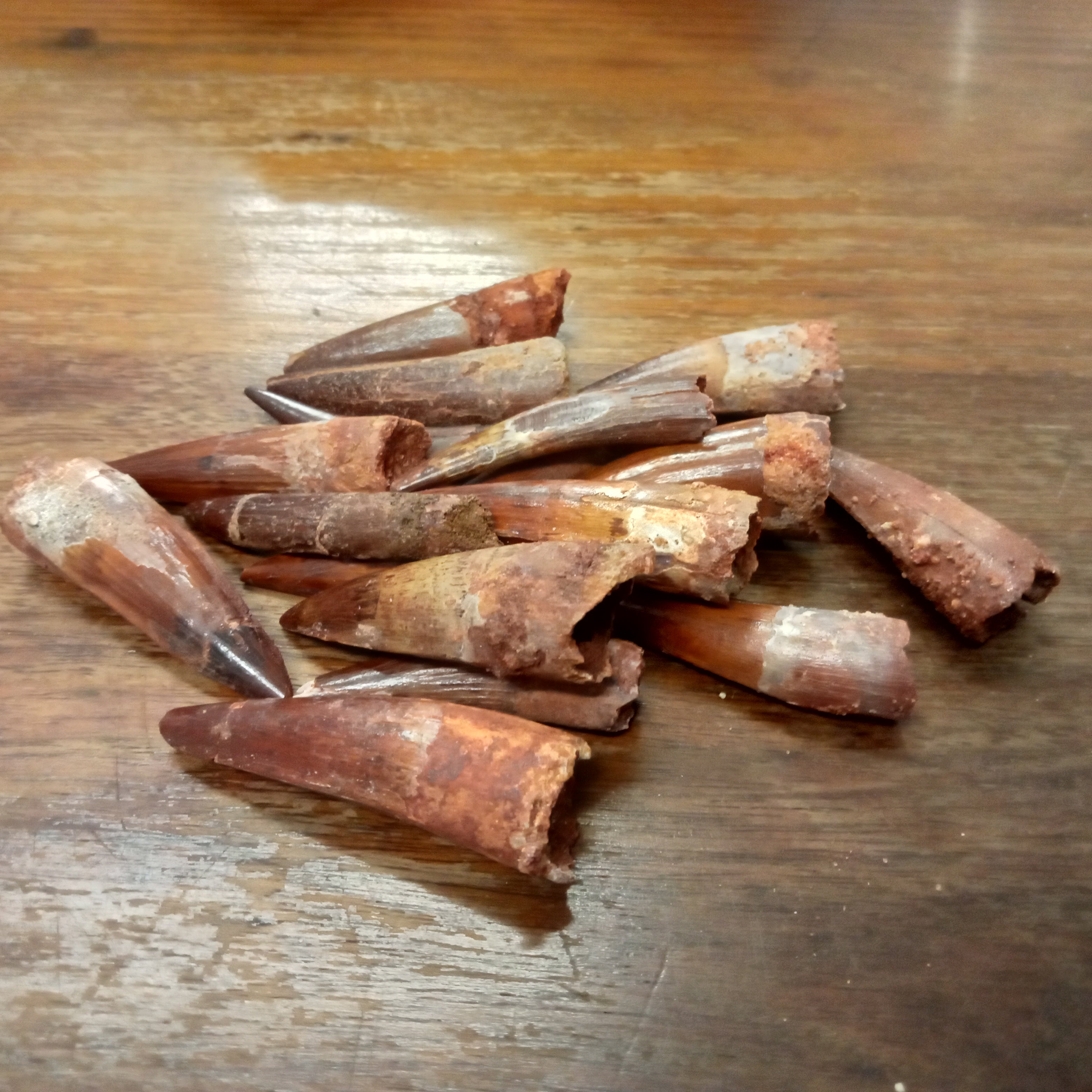 Medium Spinosaurus teeth