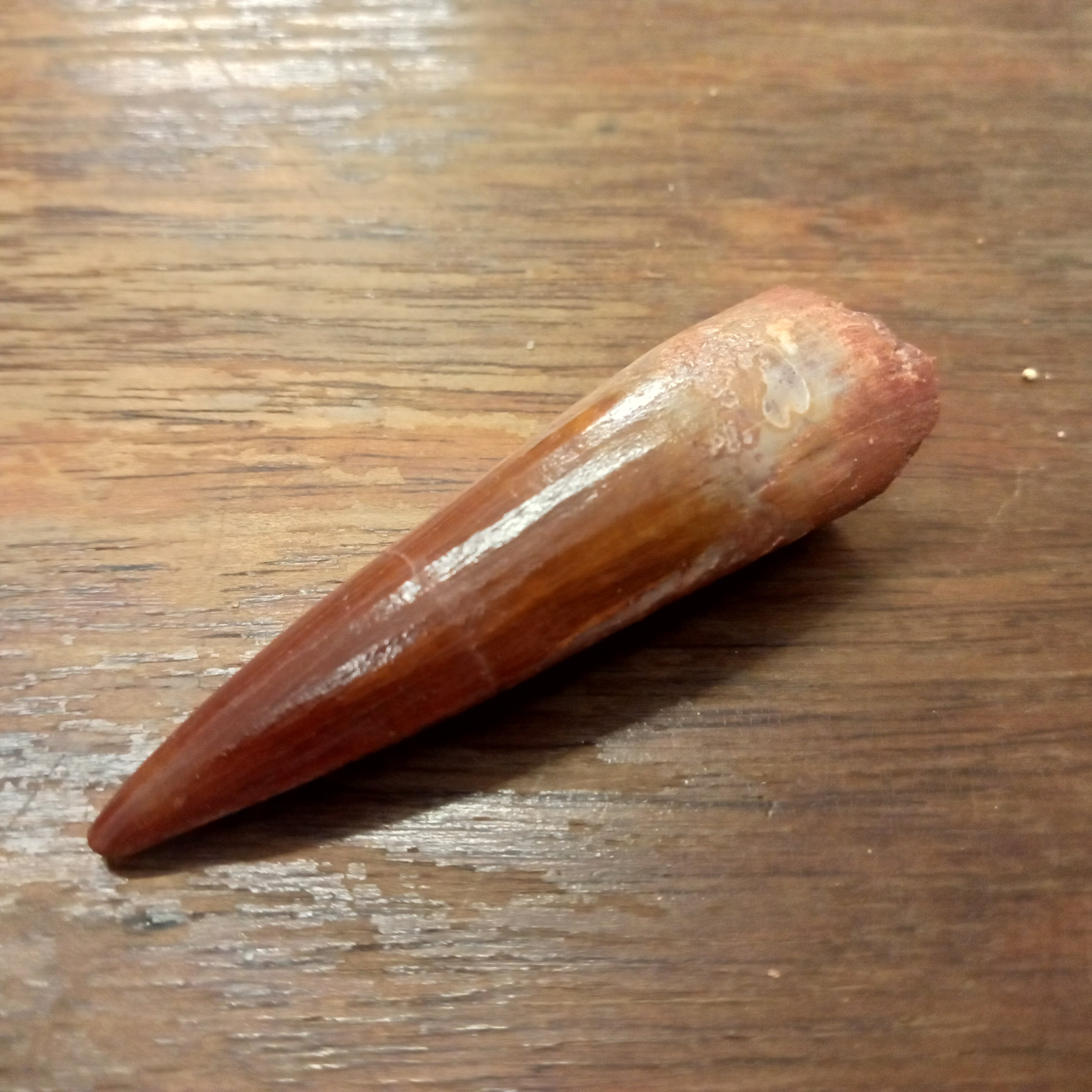 Medium Spinosaurus tooth