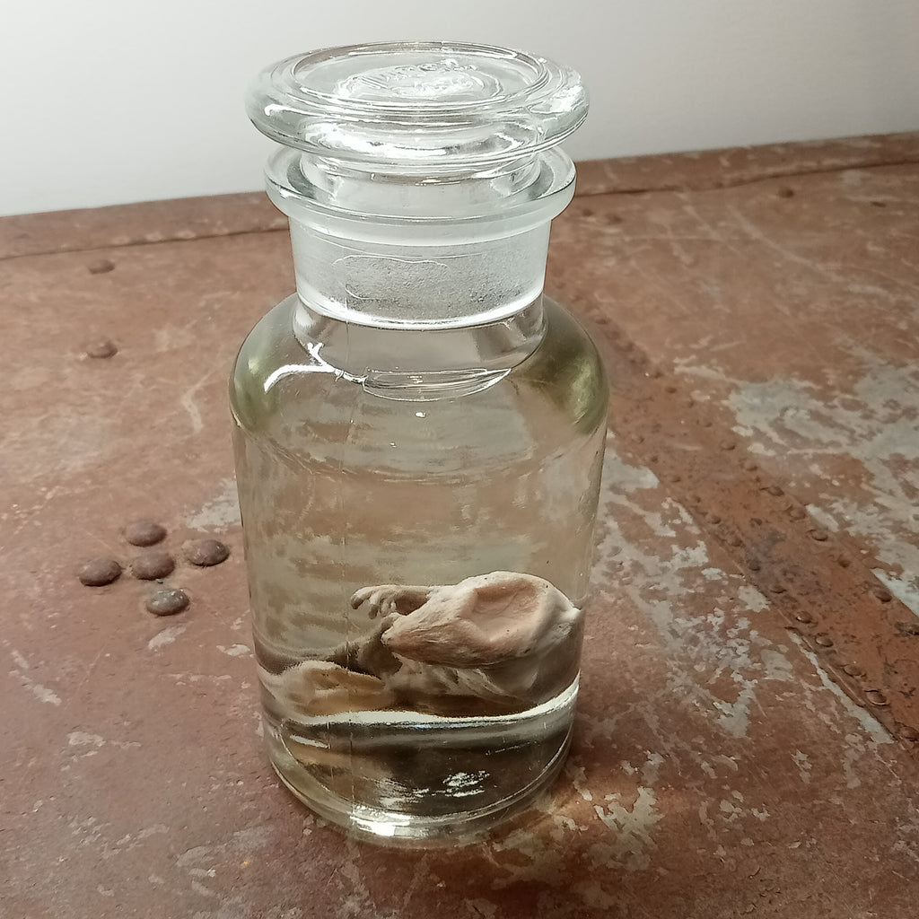 Fetal Beaver wet specimen