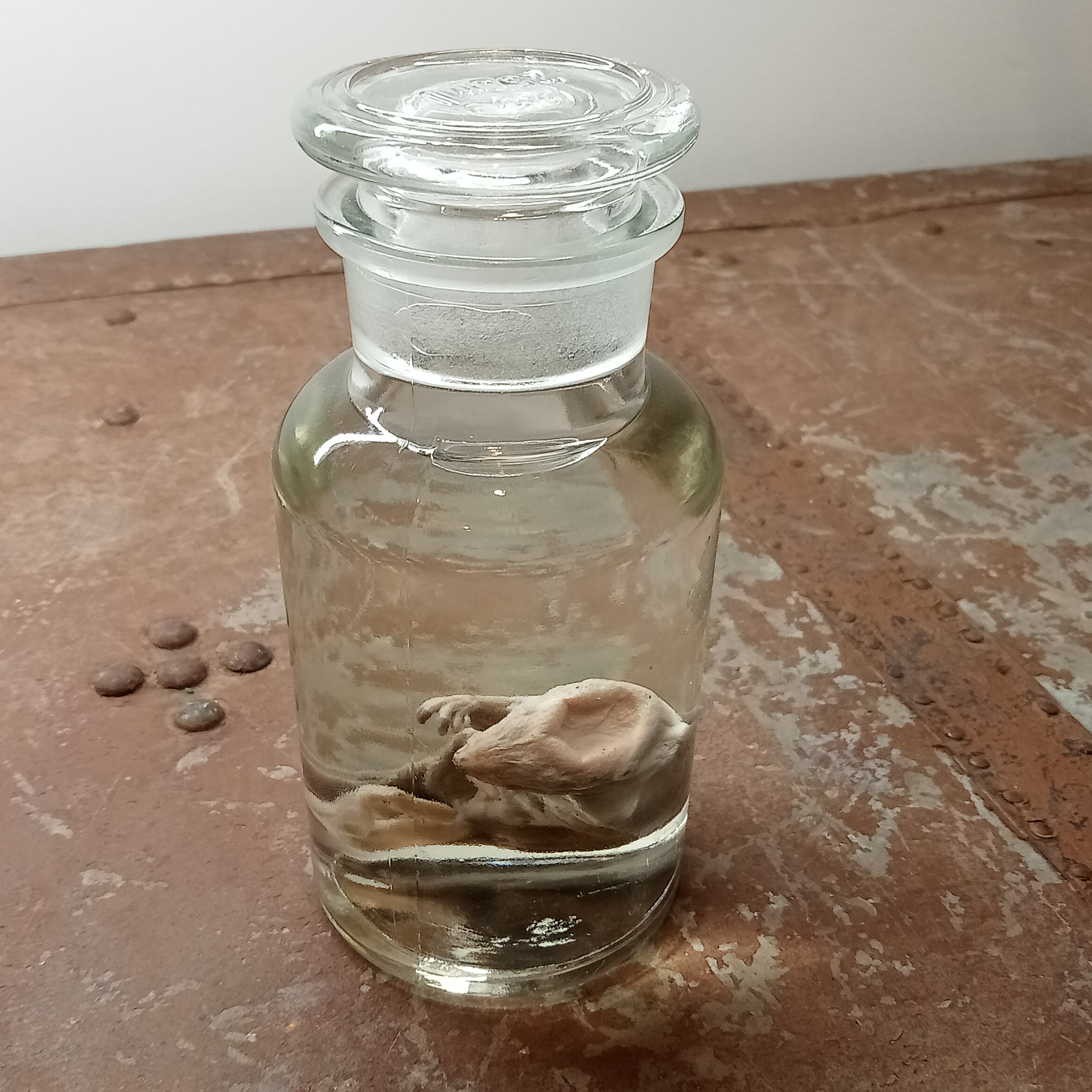 Fetal Beaver wet specimen