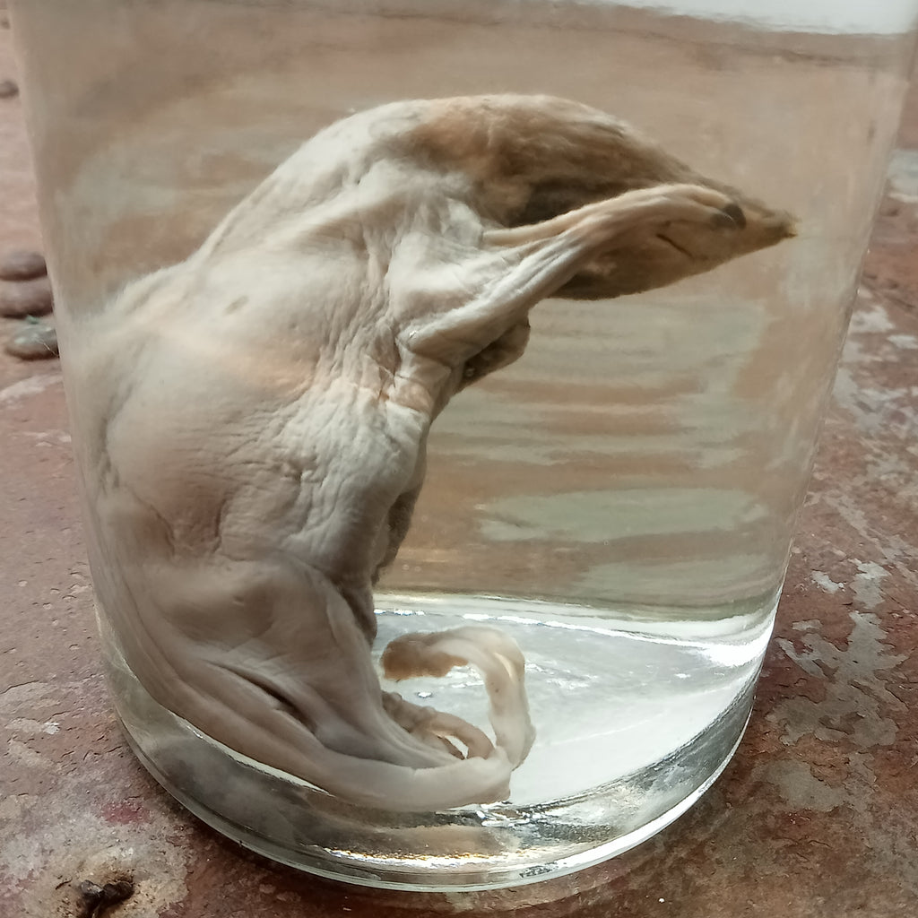 Fetal Beaver wet specimen