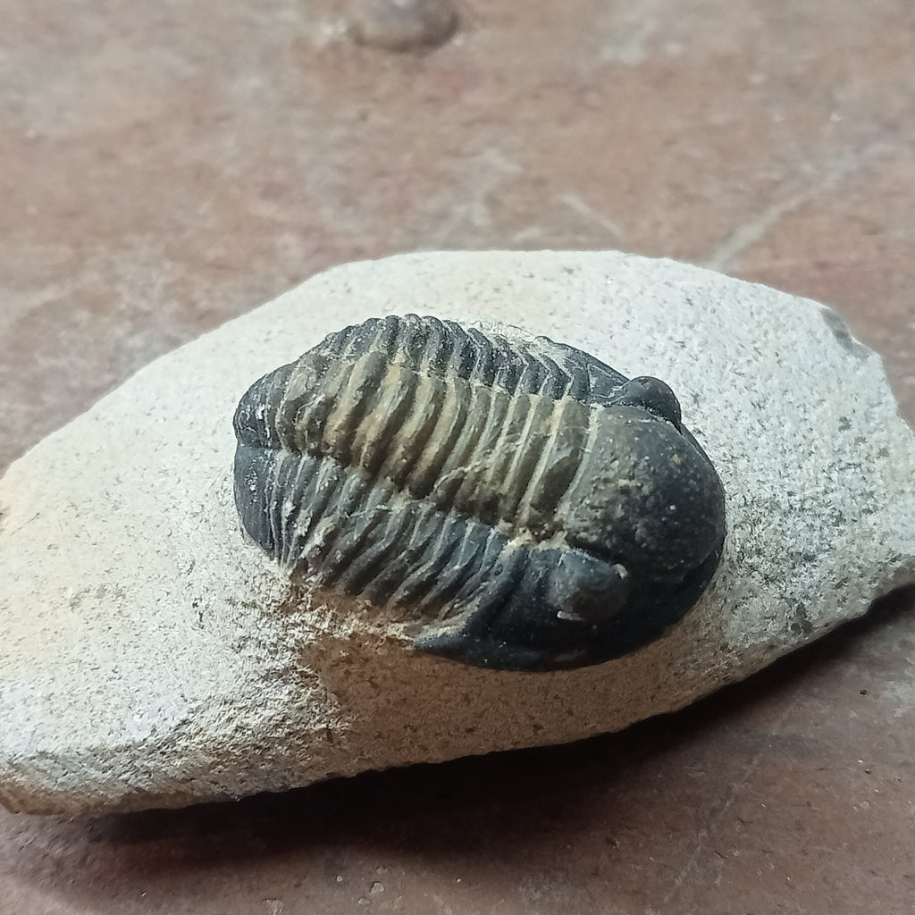 Small trilobite