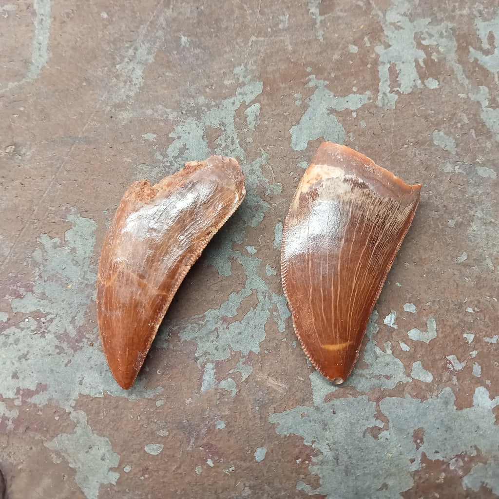Medium Carcharodontosaurus tooth
