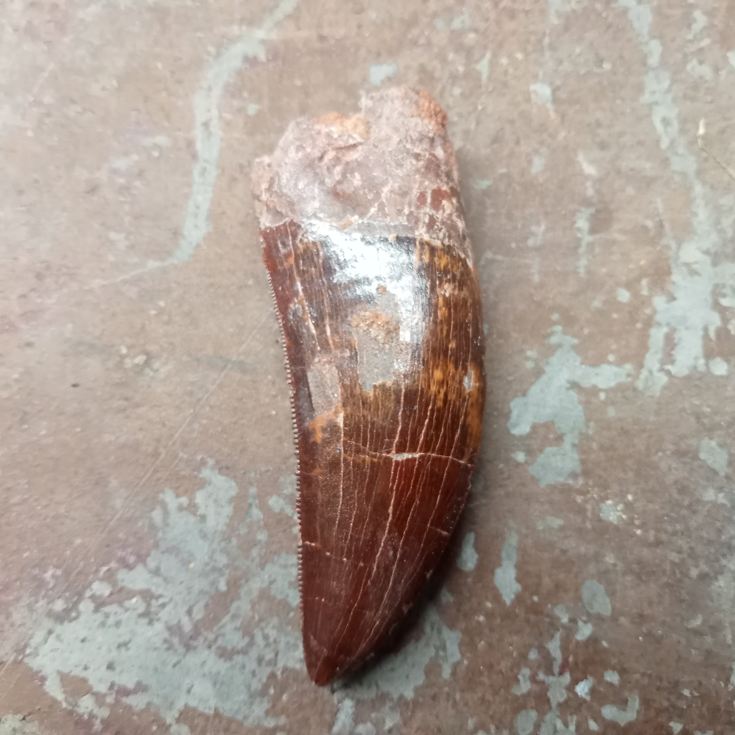 Large Carcharodontosaurus tooth