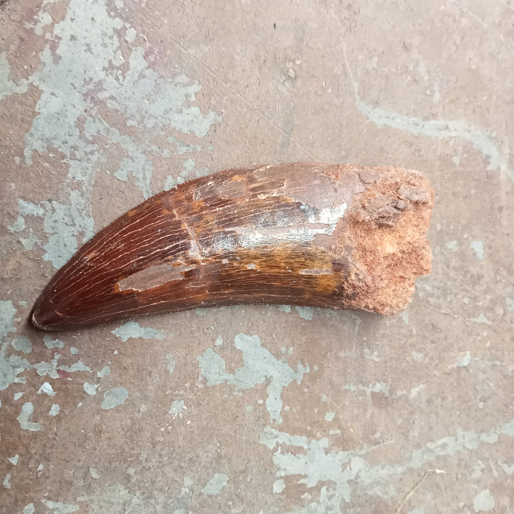 Large Carcharodontosaurus tooth