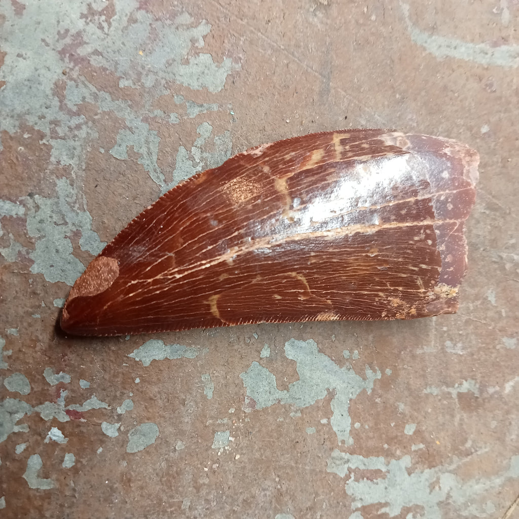 Large Carcharodontosaurus tooth
