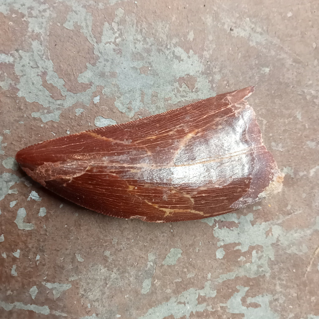 Large Carcharodontosaurus tooth
