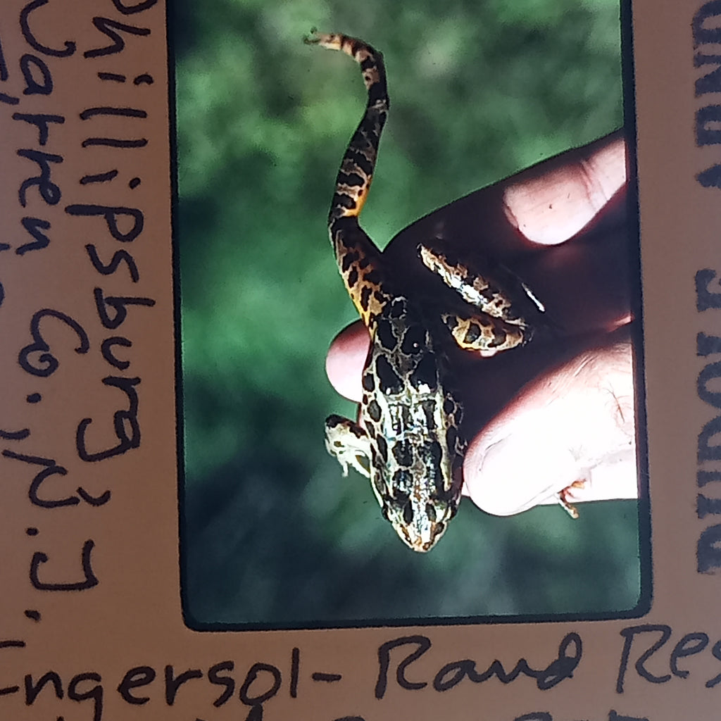 Biologist photo slides 10 pack