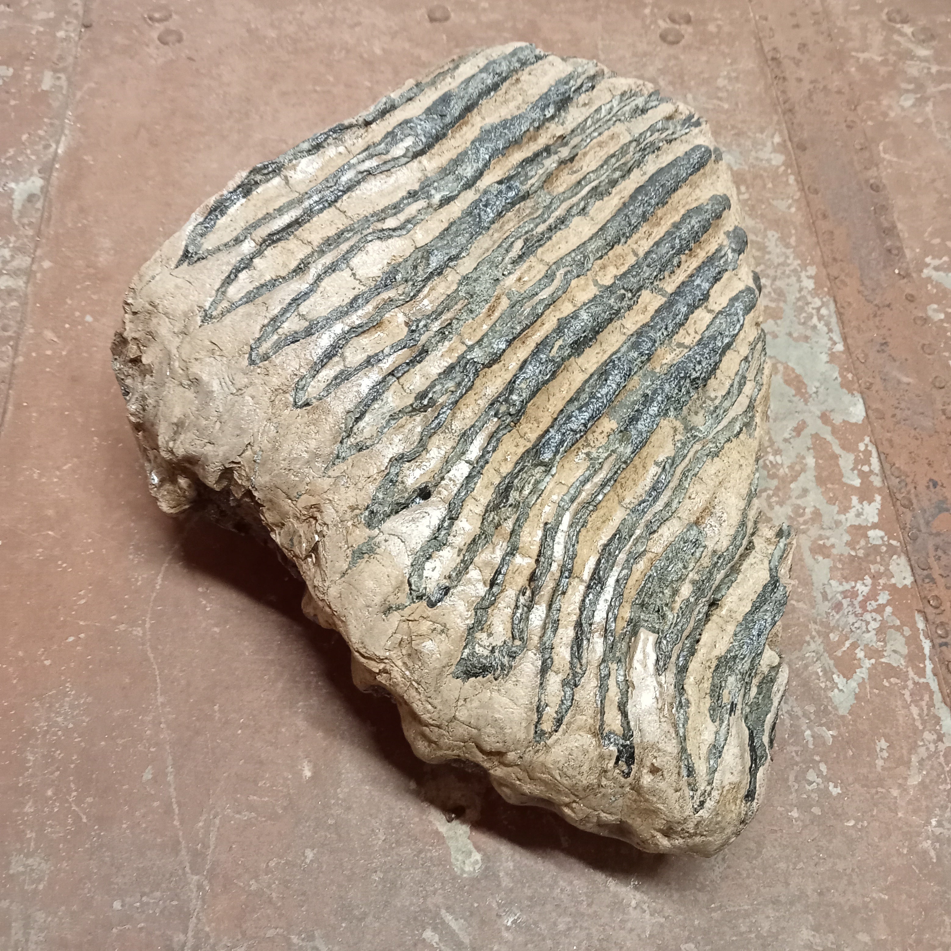 Elephas Antiquus tooth