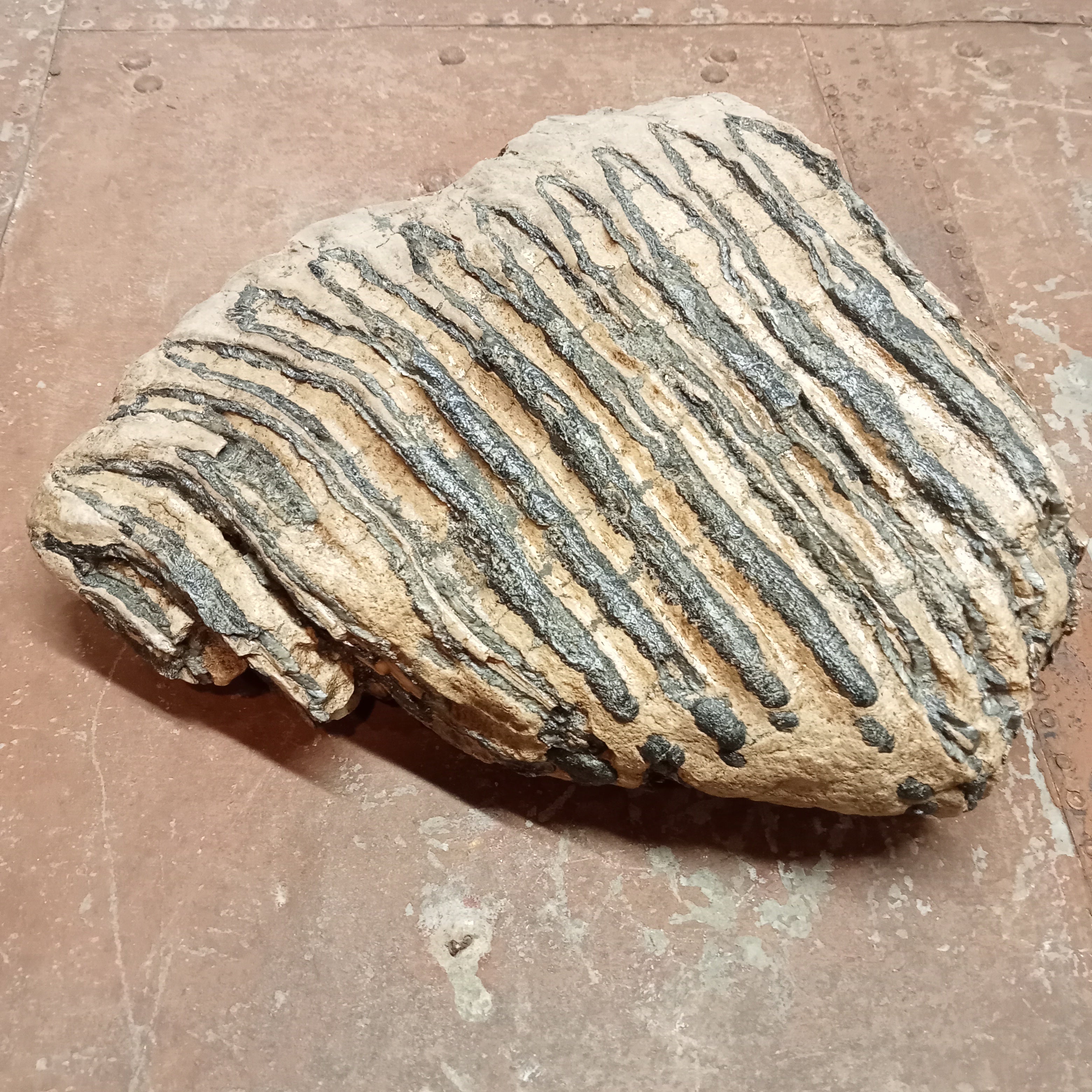 Elephas Antiquus tooth