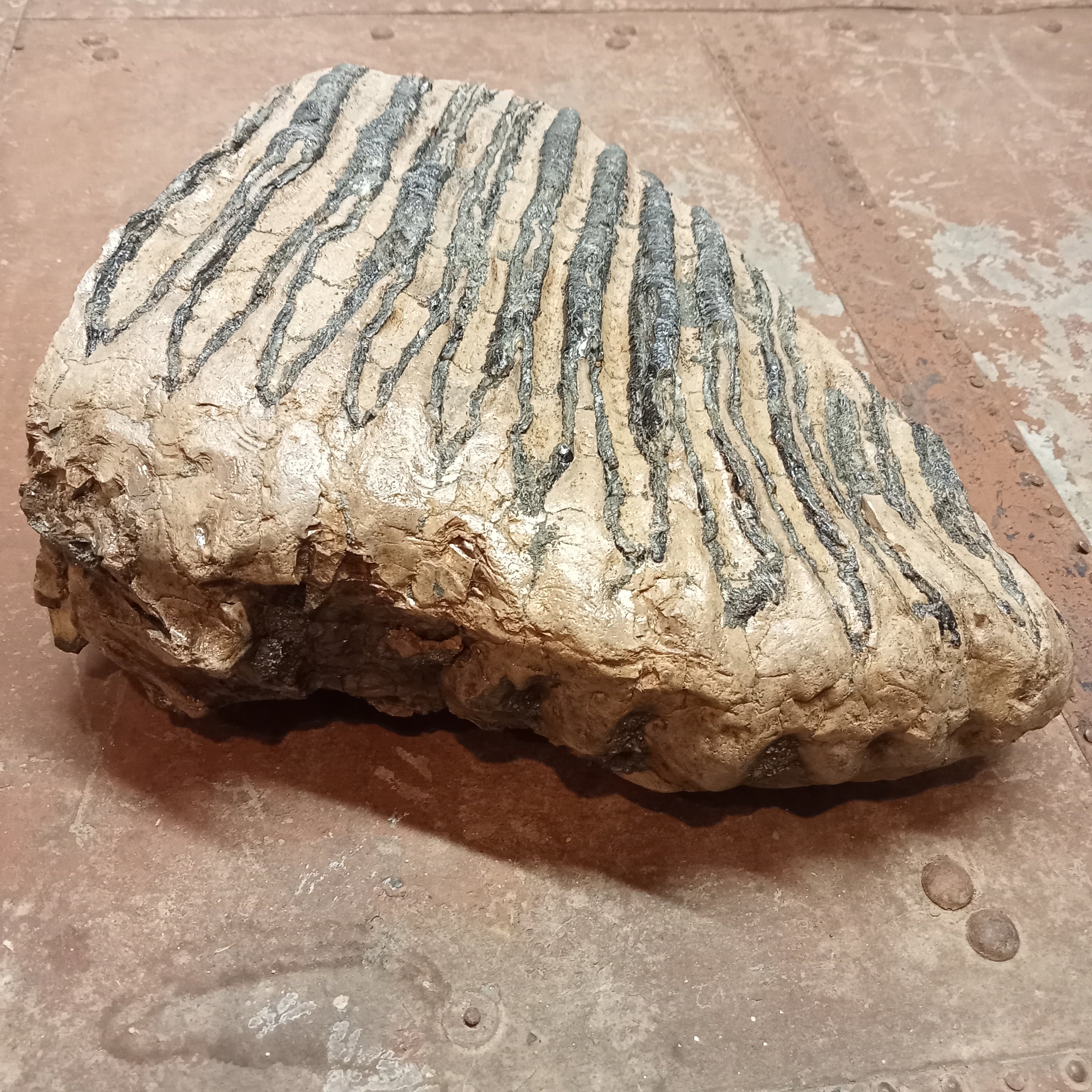 Elephas Antiquus tooth