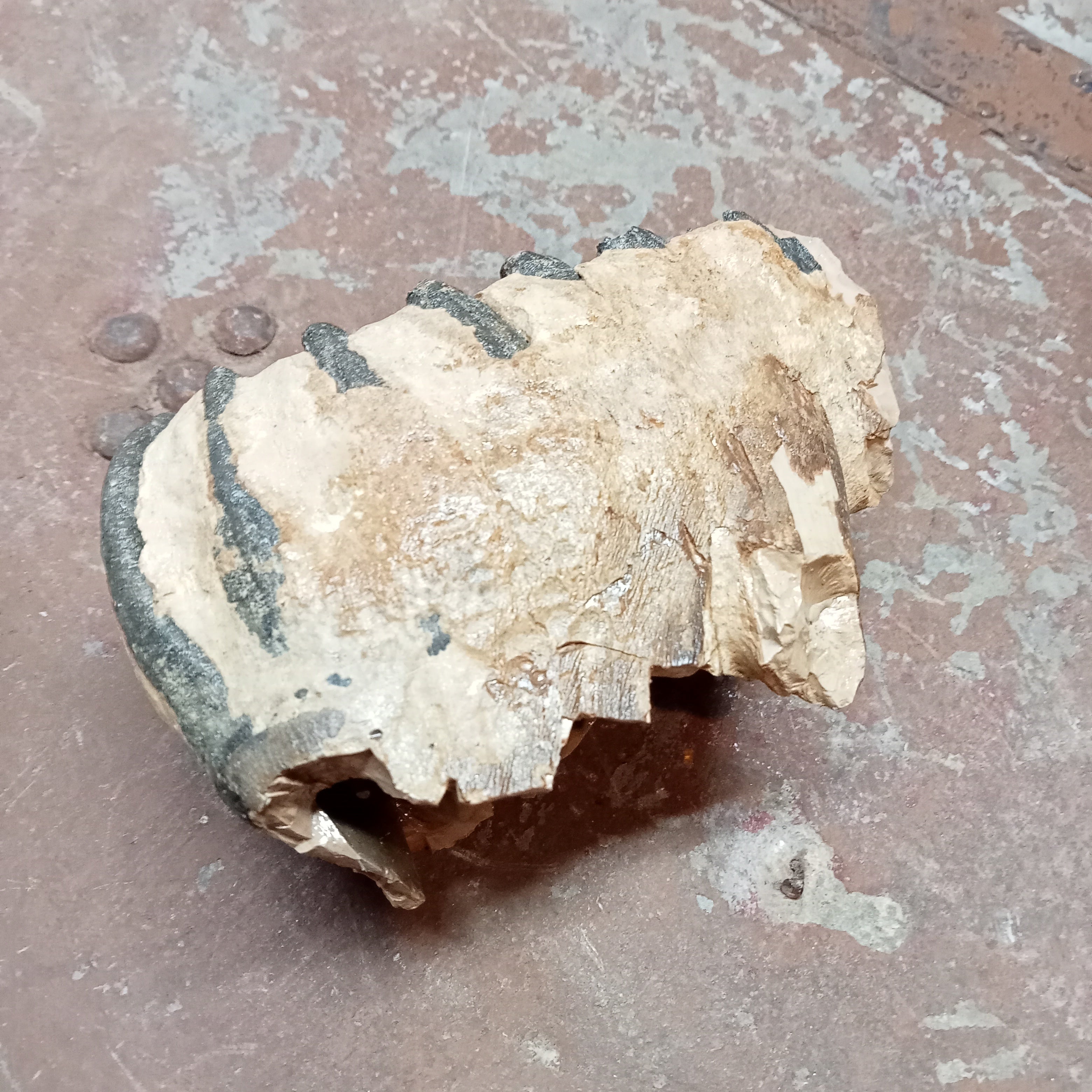 Elephas Antiquus tooth