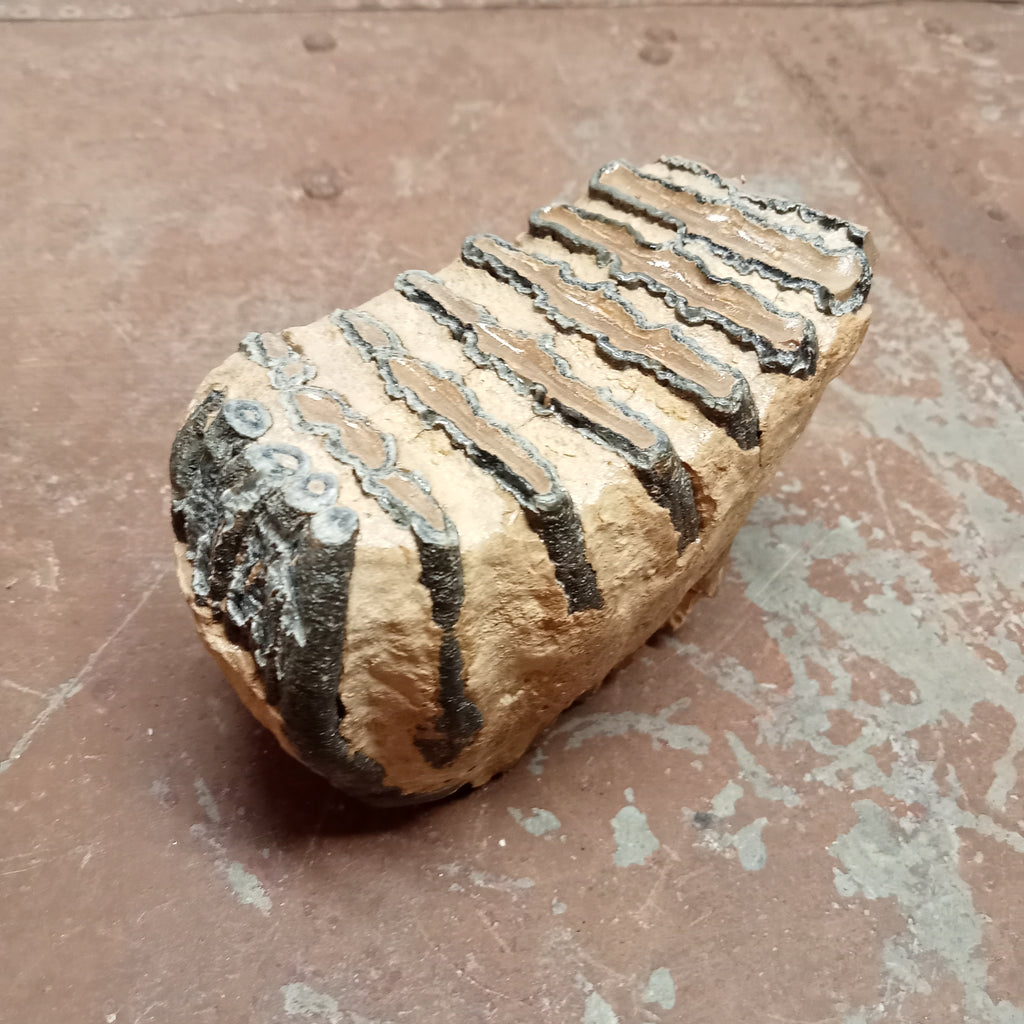 Elephas Antiquus tooth