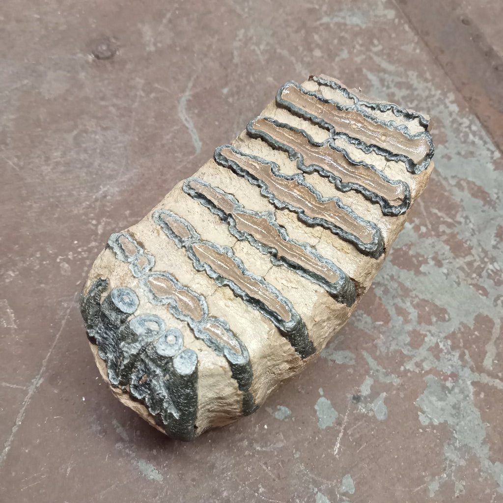 Elephas Antiquus tooth