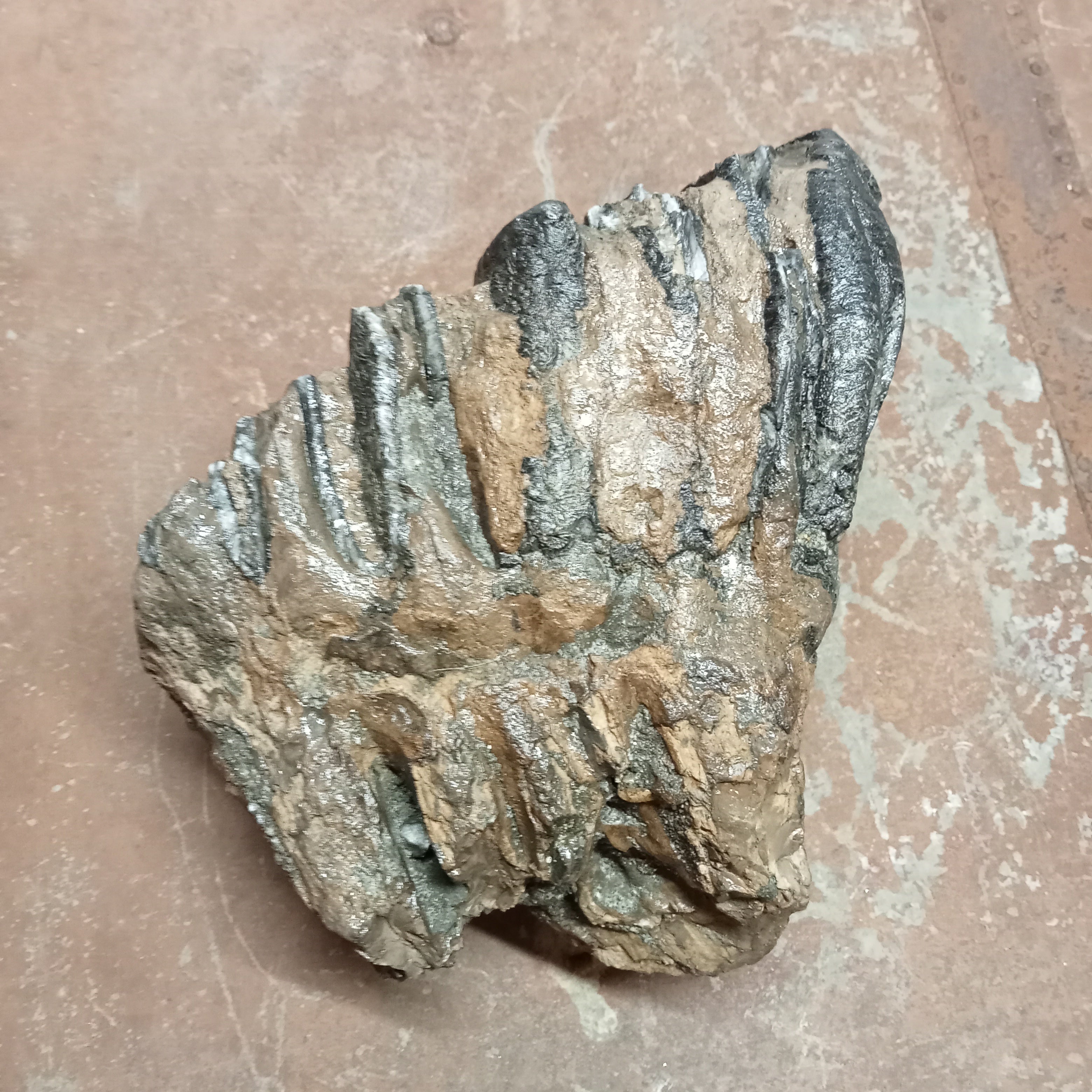 Mammuthus tooth
