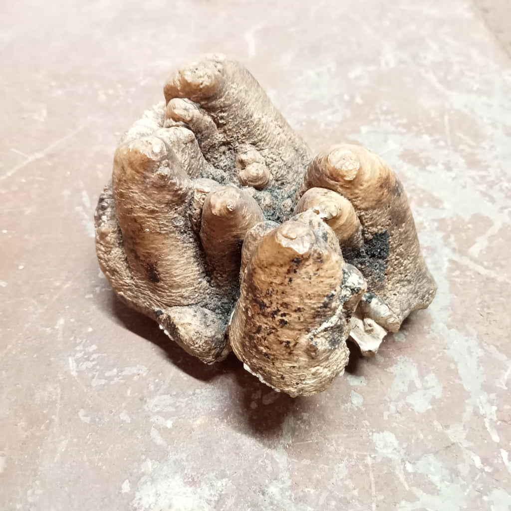 Gompotherium angustidens tooth