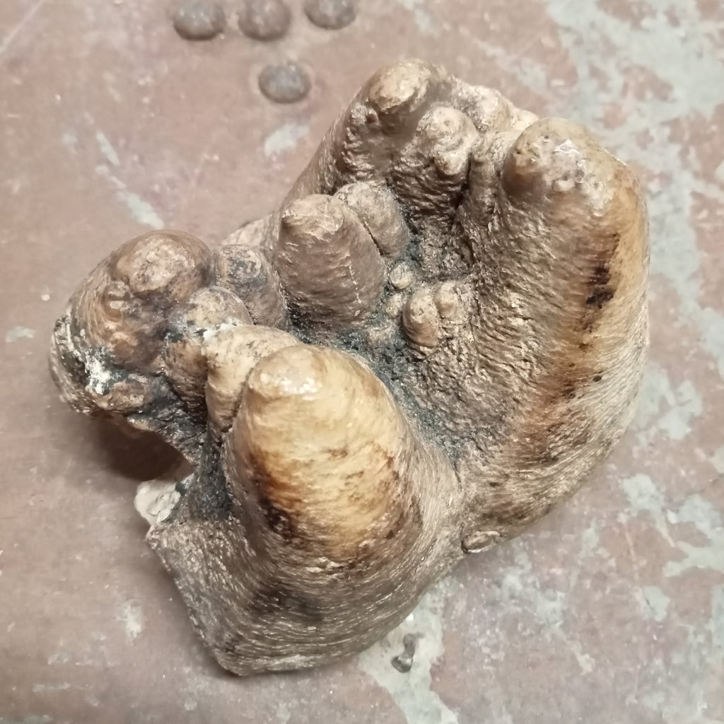 Gompotherium angustidens tooth