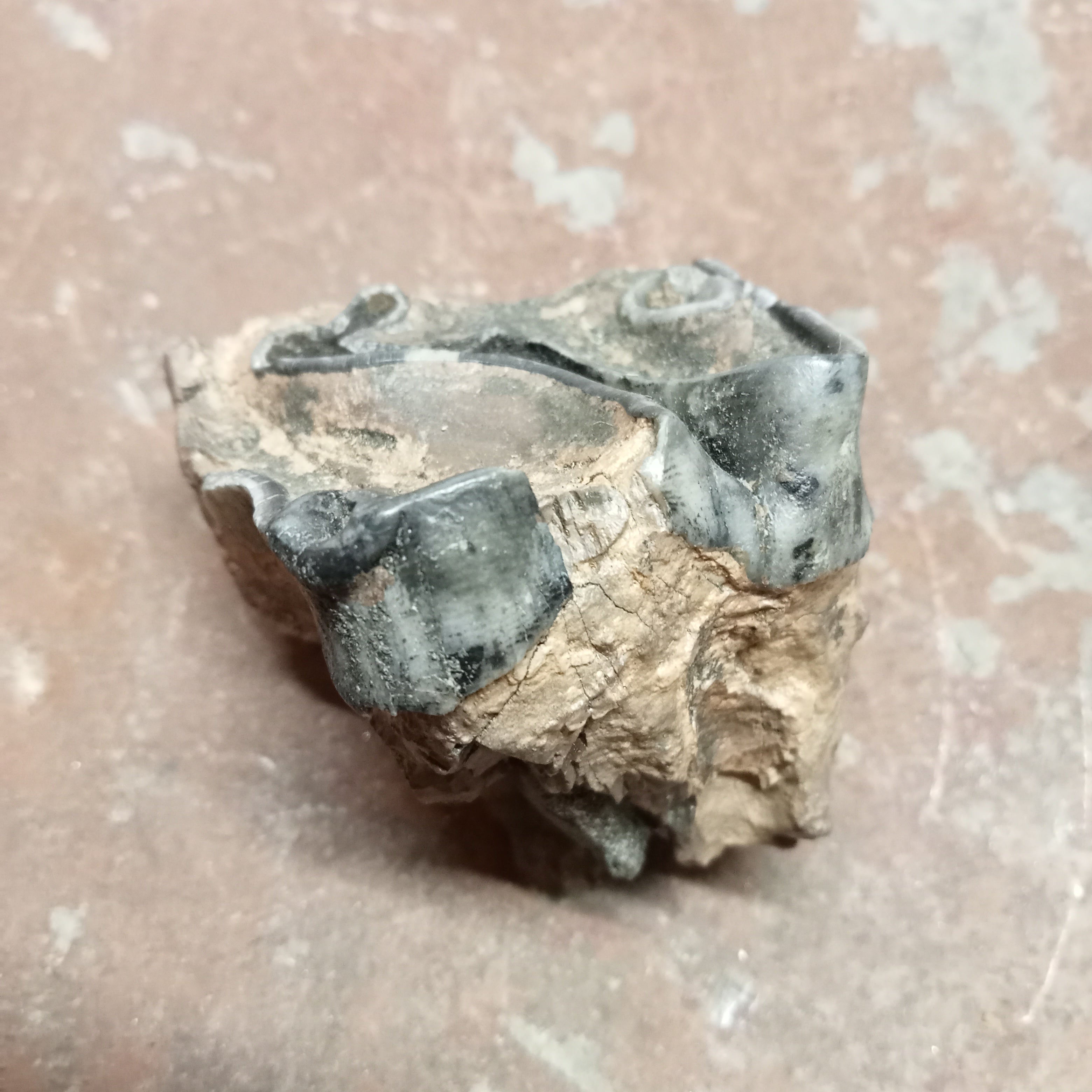 Woolly rhinoceros upper tooth