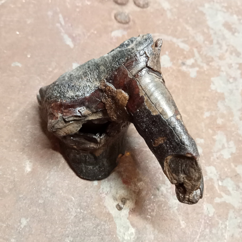 Woolly Rhinoceros upper tooth