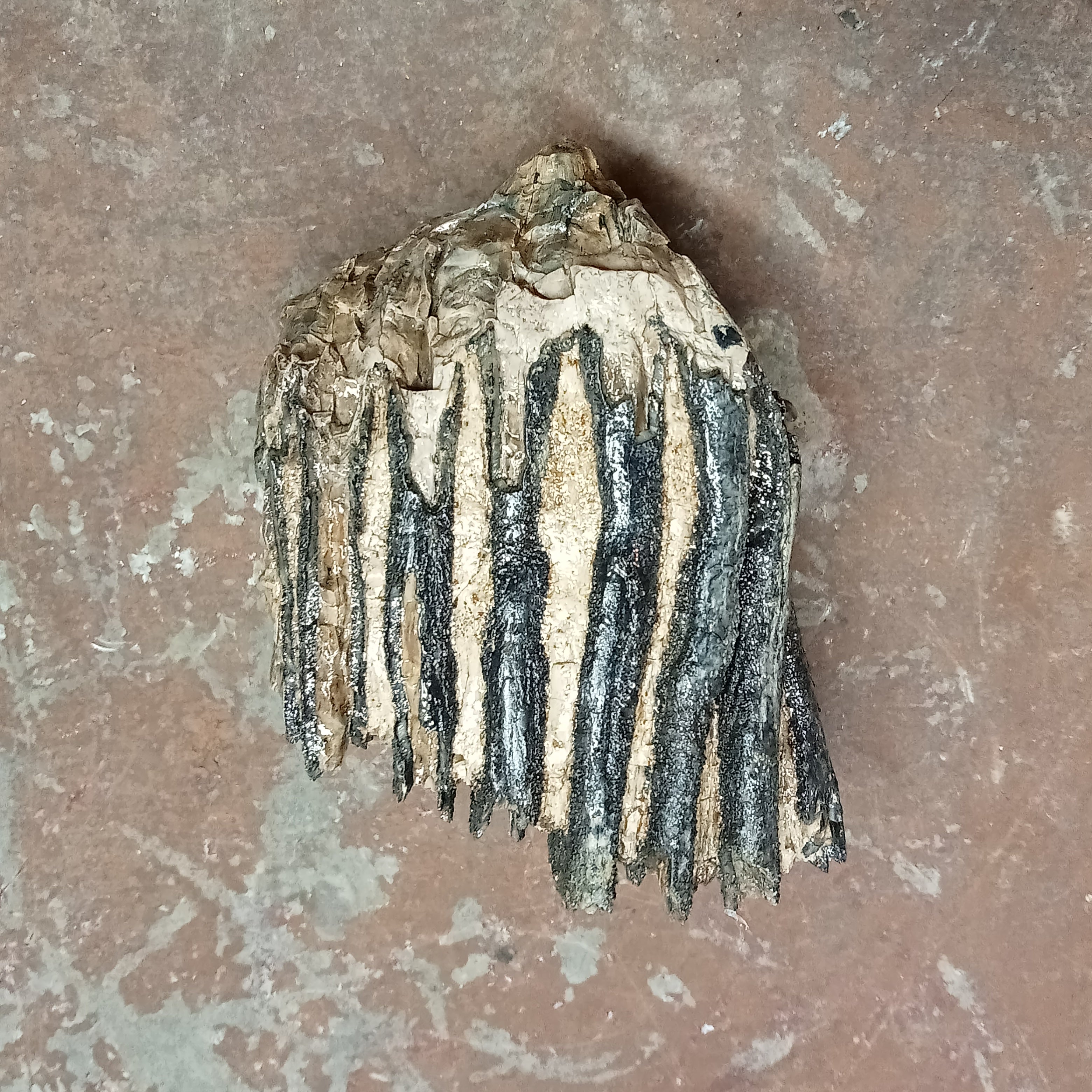 Mammuthus tooth
