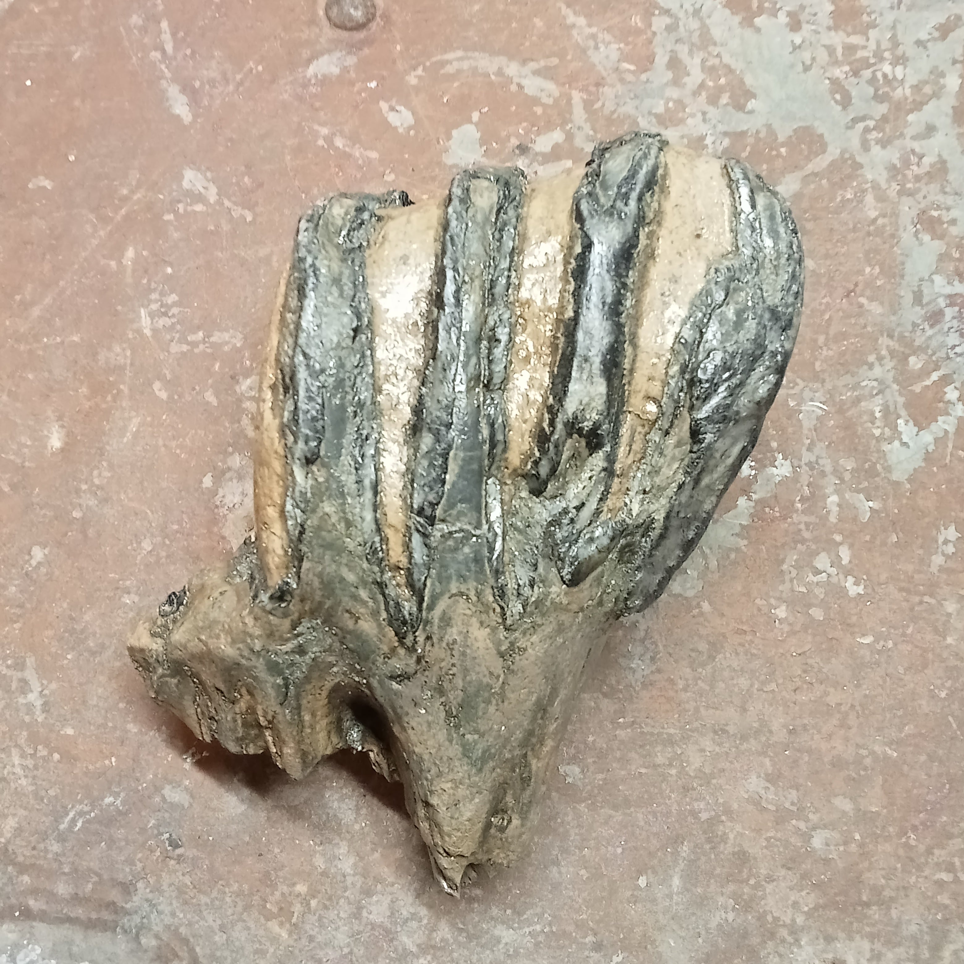 Mammuthus tooth