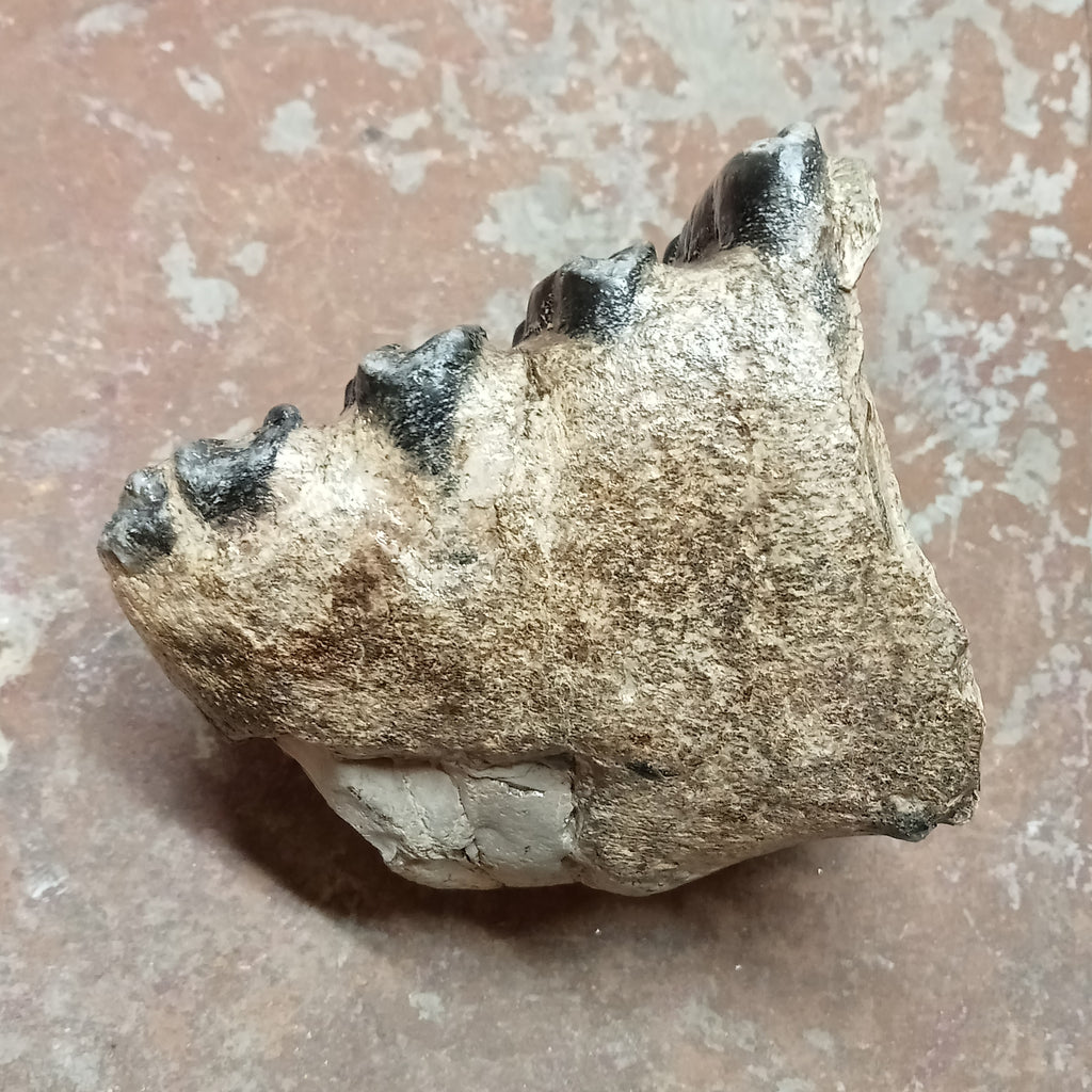 Mammuthus tooth