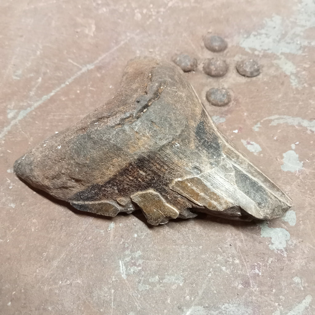 Megalodon tooth