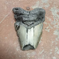 Megalodon tooth