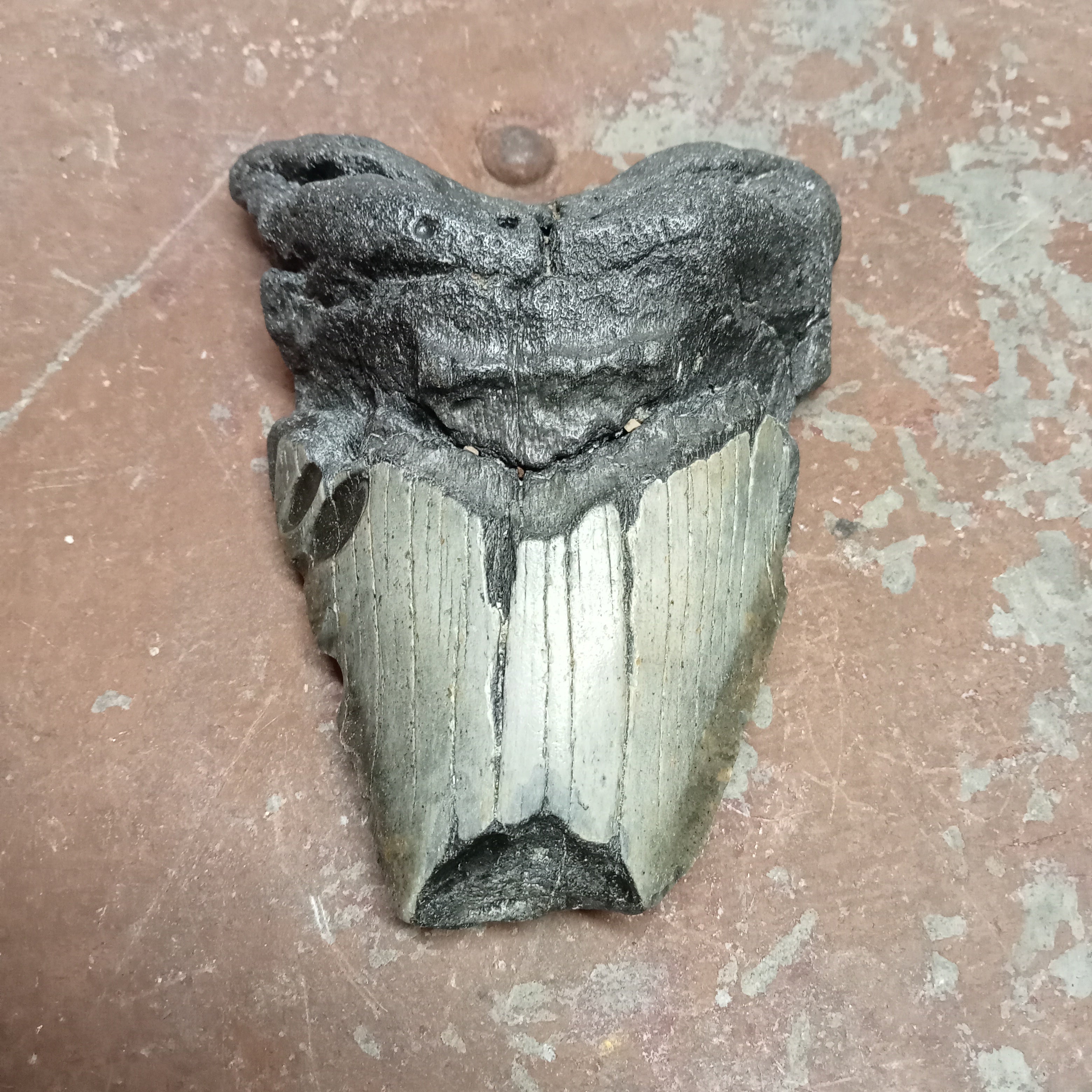 Megalodon tooth