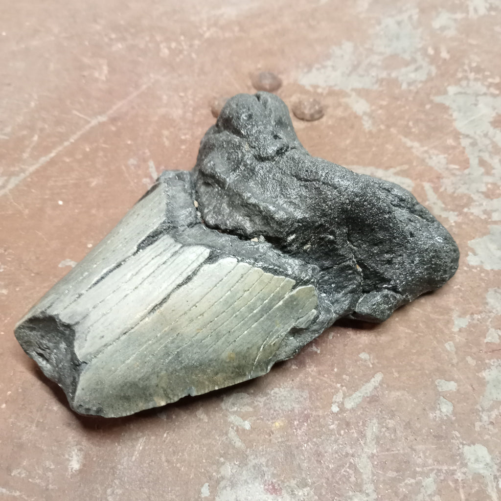 Megalodon tooth