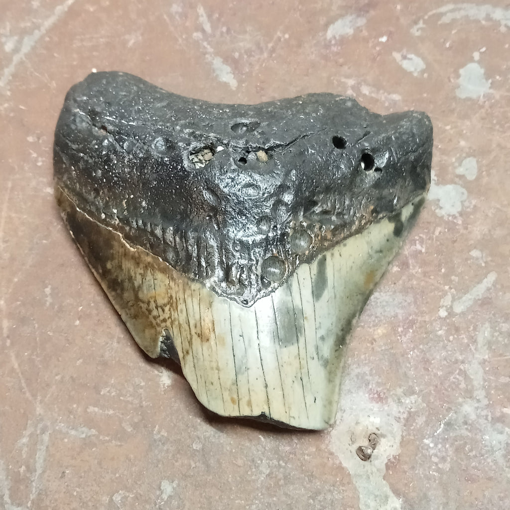 Megalodon tooth