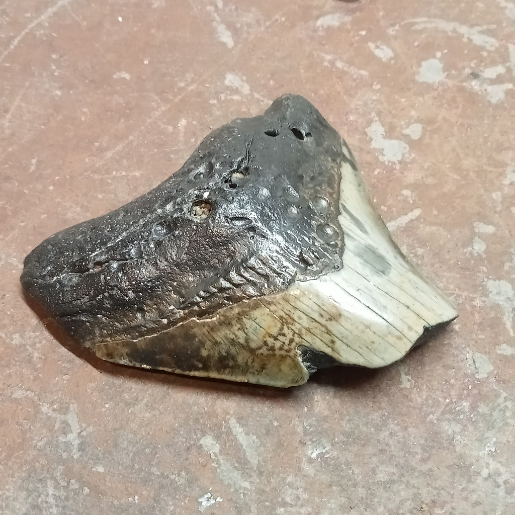 Megalodon tooth