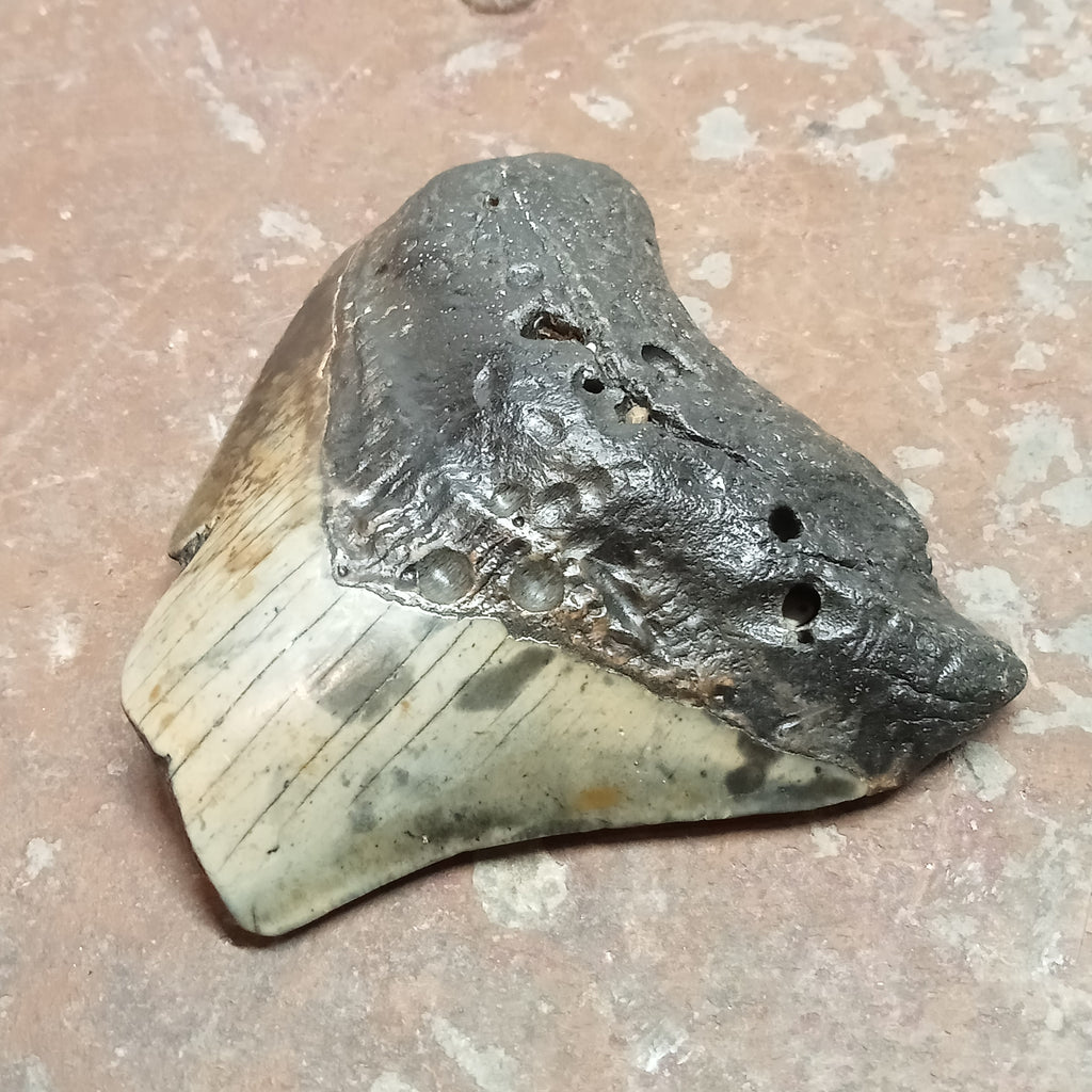Megalodon tooth